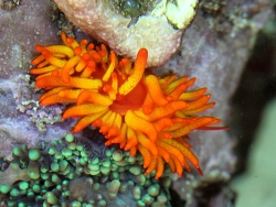 Phestilla melanobrachia Copyright Muelly Phestilla melanobrachia Copyright Muelly