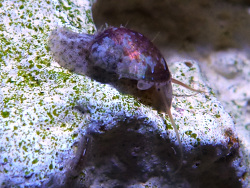 Stomatella varia Stomatella varia