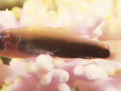 Eviota dorsogilva (c) by Jack Randall Eviota dorsogilva (c) by Jack Randall