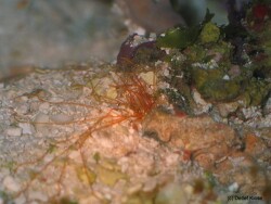 Reterebella - Schopfwurm Reterebella - Schopfwurm