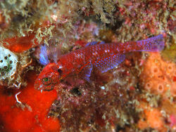 Eviota masudai (c) by Izuzuki -  http://www.izuzuki.com/. Lizenziert unter CC BY-SA 3.0 über Wikimedia Commons - Eviota masudai (c) by Izuzuki -  http://www.izuzuki.com/. Lizenziert unter CC BY-SA 3.0 über Wikimedia Commons -