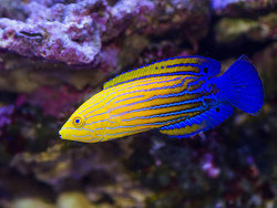 Copyright Lemon TeaYK, Japan, Weibchen Copyright Lemon TeaYK, Japan, Weibchen