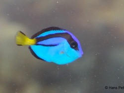 Paracanthurus hepatus Paracanthurus hepatus