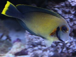 Acanthurus pyroferus - Pazifik-Mimikrydoktor Acanthurus pyroferus - Pazifik-Mimikrydoktor