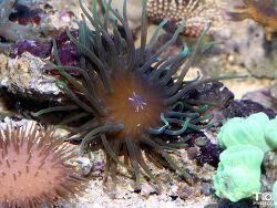 Cribrinopsis crassa - Mini-Anemone Cribrinopsis crassa - Mini-Anemone