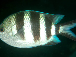 Copyright Sally und Dennis Polack, FishWise Pro Copyright Sally und Dennis Polack, FishWise Pro