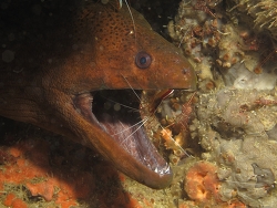 Lysmata amboinensis, Copyright Henning Wiese Lysmata amboinensis, Copyright Henning Wiese