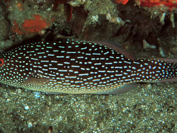 Copyright Sally und Dennis Polack, FishWise Pro, Foto  Sodwana, Südafrika, juveniles Tier Copyright Sally und Dennis Polack, FishWise Pro, Foto  Sodwana, Südafrika, juveniles Tier