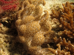 Phyllodesmium longicirrum, Copyright Henning Wiese Phyllodesmium longicirrum, Copyright Henning Wiese