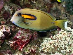 Acanthurus olivaceus - Orangefleck - Doktor Acanthurus olivaceus - Orangefleck - Doktor