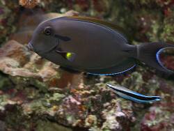 Acanthurus olivaceus - Orangefleck - Doktor Acanthurus olivaceus - Orangefleck - Doktor