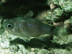 Copyright Dr. J. E.  Randall, Foto Sulawesi, nordöstliches Indonesien Copyright Dr. J. E.  Randall, Foto Sulawesi, nordöstliches Indonesien