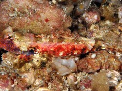 Copyright Sally und Dennis Polack, Foto  Ambon Island, Hurukila Wall, Indonesien, adultes Männchen Copyright Sally und Dennis Polack, Foto  Ambon Island, Hurukila Wall, Indonesien, adultes Männchen