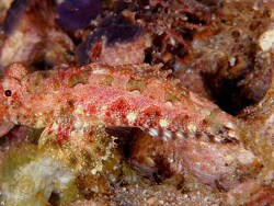 Copyright Sally und Dennis Polack, Foto Ambon Island, Hurukila Wall, Indonesien, adultes Weibchen Copyright Sally und Dennis Polack, Foto Ambon Island, Hurukila Wall, Indonesien, adultes Weibchen