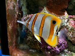 Chelmon rostratus - Orangebinden-Pinzettfisch Chelmon rostratus - Orangebinden-Pinzettfisch