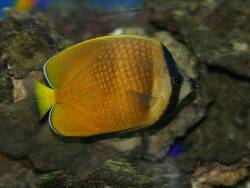 Chaetodon kleinii - Klein's Falterfisch Chaetodon kleinii - Klein's Falterfisch