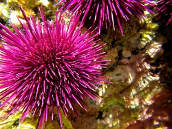 Paracentrotus lividus, Sao Miguel,Azoren Copyright Muelly Paracentrotus lividus, Sao Miguel,Azoren Copyright Muelly