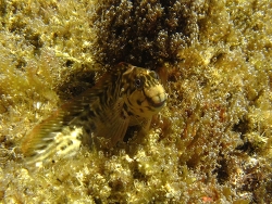 Parablennius parvicornis, Sao Miguel,Azoren, Copyright Muelly Parablennius parvicornis, Sao Miguel,Azoren, Copyright Muelly
