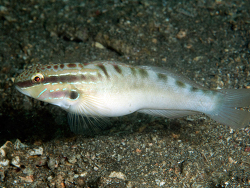 Copyright Andrej Ryanskiy, Foto: Bali, Indonesien Copyright Andrej Ryanskiy, Foto: Bali, Indonesien