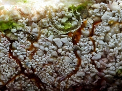 Reteterebella sp. Copyright Muelly Reteterebella sp. Copyright Muelly