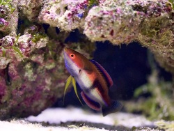 Copyright Atlantis Aquarium Hamburg, 18.9.2015, Männchen Copyright Atlantis Aquarium Hamburg, 18.9.2015, Männchen