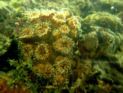 Copyright Simone Albuquerque Copyright Simone Albuquerque