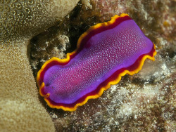 Pseudoceros ferrugineus ,Copyright Dr.Paddy  Ryan Pseudoceros ferrugineus ,Copyright Dr.Paddy  Ryan