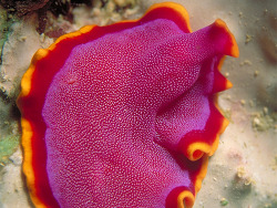 Pseudoceros ferrugineus ,Copyright Dr.Paddy  Ryan Pseudoceros ferrugineus ,Copyright Dr.Paddy  Ryan