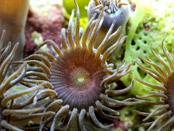 Palythoa sp.Copyright Muelly Palythoa sp.Copyright Muelly