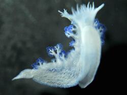 Tritoniopsis elegans, Copyright Marcel Schultz, Fish and More Tritoniopsis elegans, Copyright Marcel Schultz, Fish and More