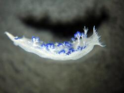 Tritoniopsis elegans, Copyright Marcel Schultz, Fish and More Tritoniopsis elegans, Copyright Marcel Schultz, Fish and More