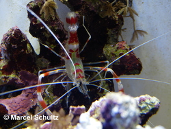 Copyright Marcel Schultz Copyright Marcel Schultz