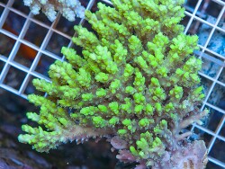 Acropora aculeus (c) by Extremecorals Acropora aculeus (c) by Extremecorals