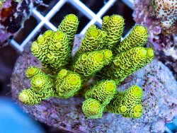 Acropora millepora (c) by Extremecorals Acropora millepora (c) by Extremecorals