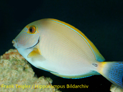 Acanthurus dussumieri - Dussumieres Doktorfisch Acanthurus dussumieri - Dussumieres Doktorfisch