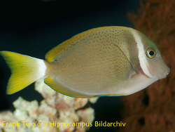 Acanthurus leucopareius - Weißkragendoktor Acanthurus leucopareius - Weißkragendoktor