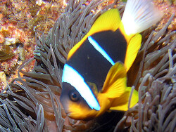 Copyright Rob, UK, Foto aus Aliwal Shoal off Umkomaas, KwaZulu Natal, Südafrika Copyright Rob, UK, Foto aus Aliwal Shoal off Umkomaas, KwaZulu Natal, Südafrika