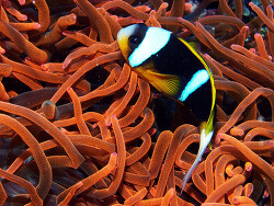 Copyright Rob, UK, Foto  Kusini, Zanzibar South and Central, Tansania Copyright Rob, UK, Foto  Kusini, Zanzibar South and Central, Tansania