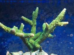 Acropora tumida - Enzmann-Acropora Acropora tumida - Enzmann-Acropora