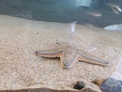 aus der italienischen Adria aus der italienischen Adria