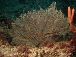 Copyright Scott Hunt, Australien  Copyright Scott Hunt, Australien