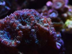 Acanthastrea lordhowensis (c) by Simone Chand Acanthastrea lordhowensis (c) by Simone Chand