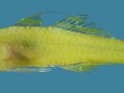 Trimma winchi  (c) by Winterbottom, R.	 Trimma winchi  (c) by Winterbottom, R.