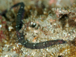 Booth's Pipefish, Halicampus boothae, at Izu Ocean Park, Japan. Source: Izuzuki / http://www.izuzuki.com/. License: CC BY Attribution-ShareAlike Booth's Pipefish, Halicampus boothae, at Izu Ocean Park, Japan. Source: Izuzuki / http://www.izuzuki.com/. License: CC BY Attribution-ShareAlike