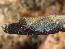 Booth's Pipefish, Halicampus boothae, at Izu Ocean Park, Japan. Source: Izuzuki / http://www.izuzuki.com/. License: CC BY Attribution-ShareAlike Booth's Pipefish, Halicampus boothae, at Izu Ocean Park, Japan. Source: Izuzuki / http://www.izuzuki.com/. License: CC BY Attribution-ShareAlike