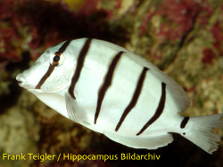 Acanthurus triostegus - Gitter Doktorfisch Acanthurus triostegus - Gitter Doktorfisch