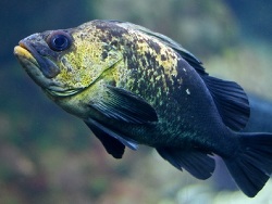 Copyright Sebastes maliger, USA Copyright Sebastes maliger, USA