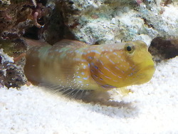 Cryptocentrus cyanotaenia - Wächtergrundel   Cryptocentrus cyanotaenia - Wächtergrundel