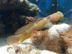 Cryptocentrus cyanotaenia - Wächtergrundel   Cryptocentrus cyanotaenia - Wächtergrundel