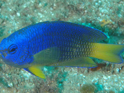 Copyright Dennis Polack, Fishwise Pro, KwaZulu-Natal, Sodwana Bay, Mellow Yellow, Süd-Afrika Copyright Dennis Polack, Fishwise Pro, KwaZulu-Natal, Sodwana Bay, Mellow Yellow, Süd-Afrika